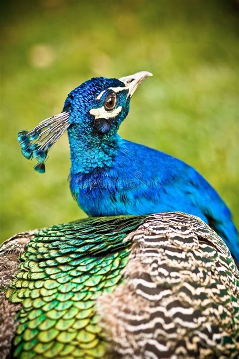 Beautiful Peacock Stock Image Image Of Peacock Saturated 7091799