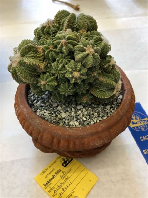 Club meeting time and date: Succulent Interrupted • Some amazing cacti from the San ...