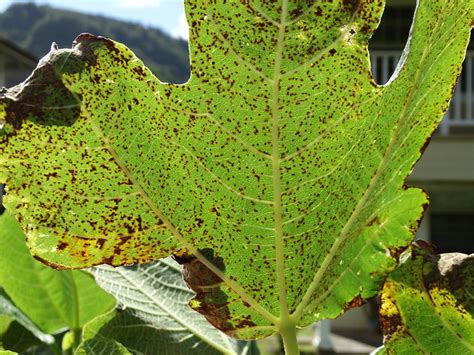 Move it to a sheltered spot outdoors to protect it from wind, sunburn. Rust of edible fig (Ficus carica) caused by Cerotelium ...