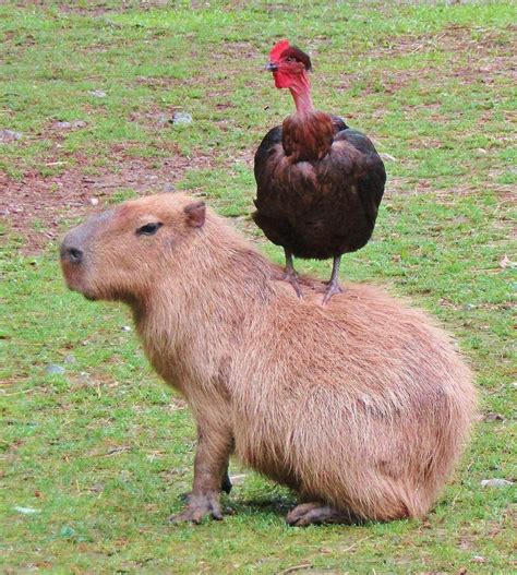 Animals Sitting On Capybaras Capybara Weird Animals Unusual Animal