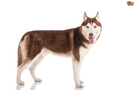 Siberian Husky Dog Breed Facts Highlights And Buying