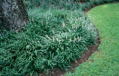 Liriope Muscari Liriopespicata