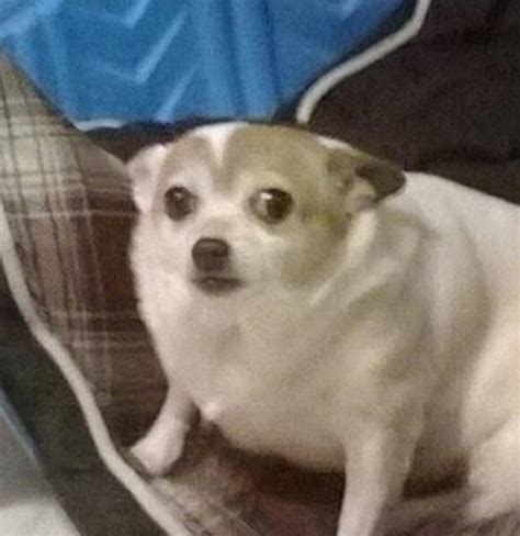 Dog Is Scared Reaction Images Know Your Meme
