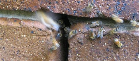 Remove Bees From Your Wall Brisbane Redlands Logan Ipswich