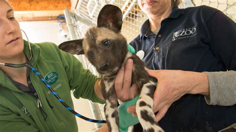 Dozen African Painted Dog Pups Get First Checkup At Oregon Zoo Katu