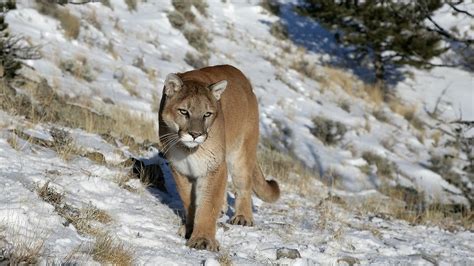 Us Jogger Strangles Cougar To Death In Self Defense Sbs News