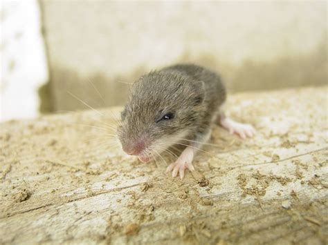 We did not find results for: Baby Field Mouse | klonoaxero | Flickr