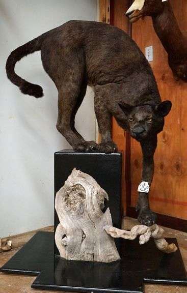 Very Cool Melanistic Phase Black Leopard Not Dyed Mountain Lion With