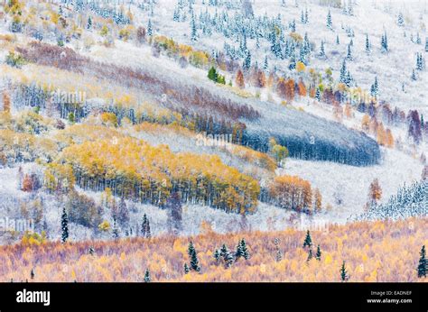 Early Snowfall In Boreal Forest Hi Res Stock Photography And Images Alamy