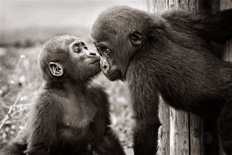 Gorilla Kiss Animal Lover