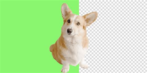 A Beginner S Guide How To Remove Background Green Screen With No