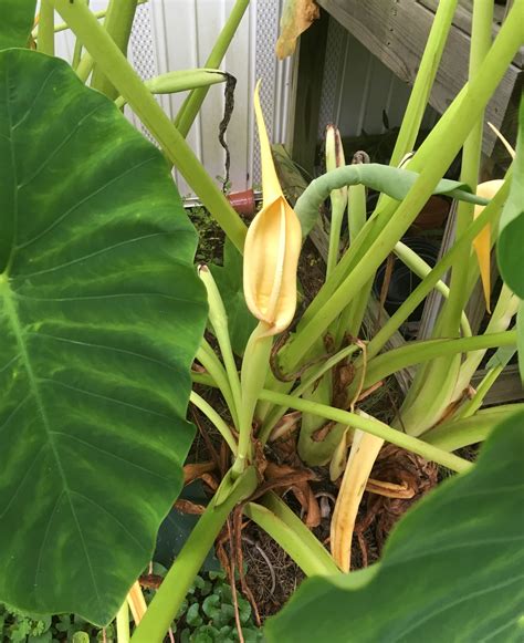 My Massive Elephant Ear Plants Are Blooming This Year Elephant Ear