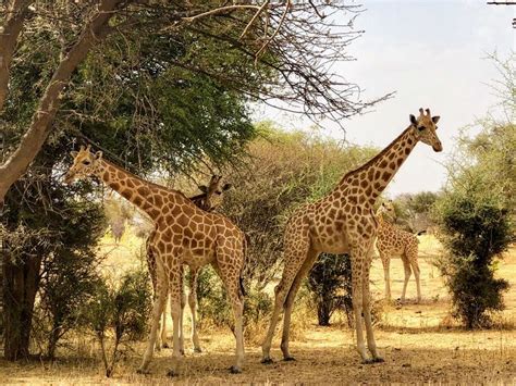 West African Giraffe Are Going From Strength To Strength