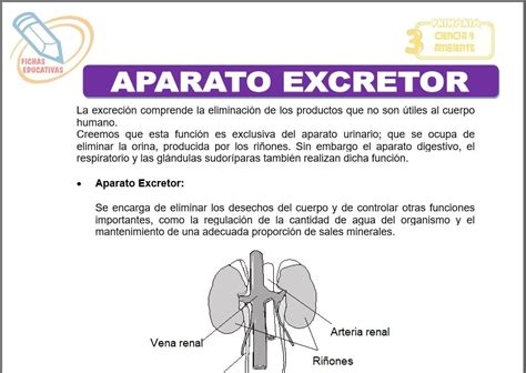 Aparato Excretor Para Tercero De Primaria Fichas Educ Vrogue Co