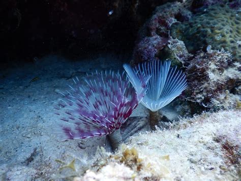 Feather Duster Worm Moalboal Reef Species