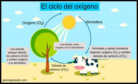 Ciclo Del Oxígeno Características Etapas Importancia