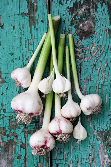 Potted Garlic Plants How To Grow Garlic In A Container