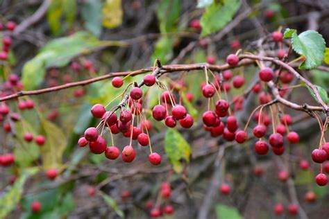 Check spelling or type a new query. Malus 'Red Jade' Pommetier 'Red Jade' - Les Plantations ...