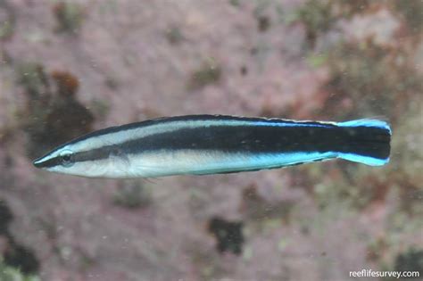 Aspidontus Taeniatus False Cleanerfish Reef Life Survey
