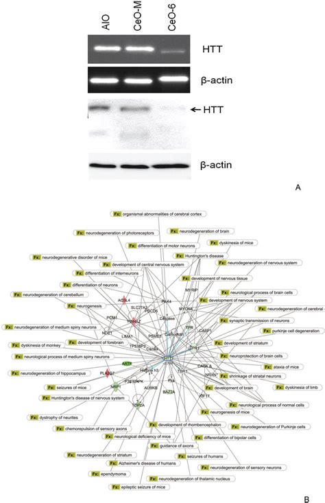 Htt Centric Gene Network In Ht22 Cells In Response To Nanoceria