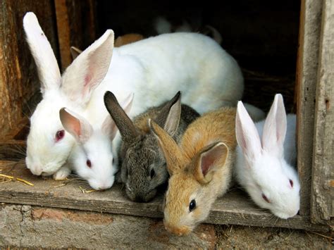How Pope Francis Offended German Rabbit Breeders The New Daily