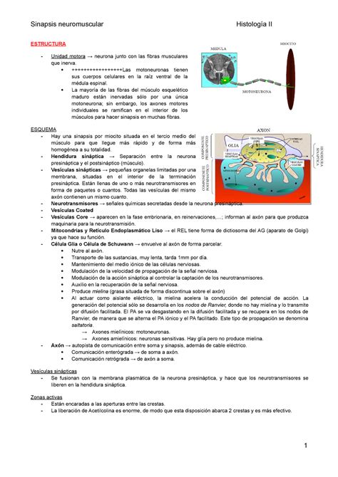 Tema Sinapsis Neuromuscular Estructura Unidad Motora Neurona