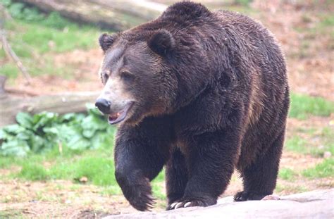 Forest Rangers Warn Visitors Stop Taking Selfies With Bears