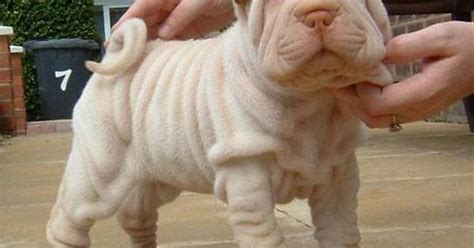 Shar Pei Puppy Album On Imgur