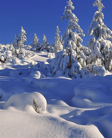 Banco De Imagens Panorama árvore Montanha Inverno Geada Cadeia