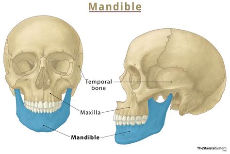 Mandible Lower Jaw Bone Location Functions And Anatomy