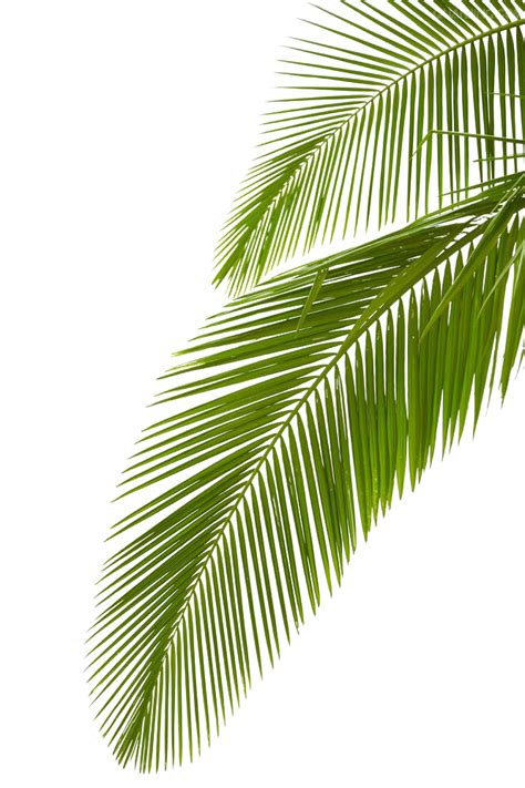 Discover free hd palm leaves png images. Arecaceae Leaf Stock photography Palm branch Royalty-free ...