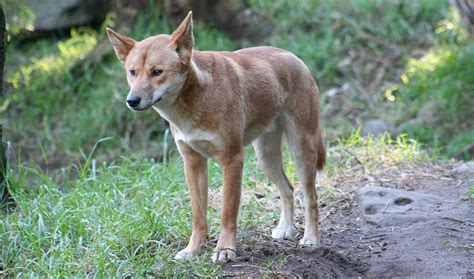 Brief Like Dogs Dingoes Make Eye Contact With Familiar Humans