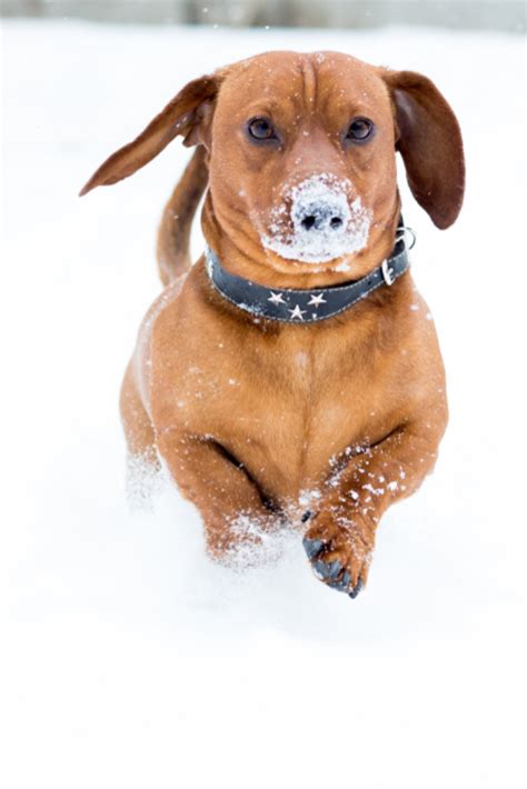 Red Dog Breed Dachshund Runs Through The Snow With A Snowy Nose