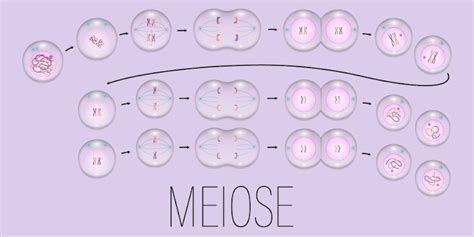Meiose Definição Etapas Meiose X Mitose Resumo Biologia Net