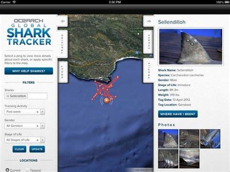 3 months free with 1. Shark Week Spotlight: Global Shark Tracker | Shark week ...