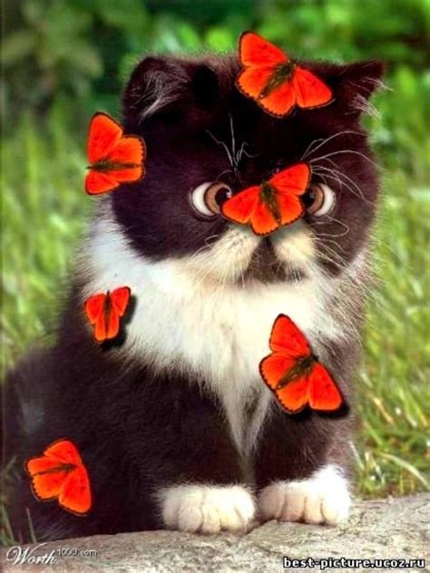 Cat Covered In Red Butterflies Pictures Photos And Images For