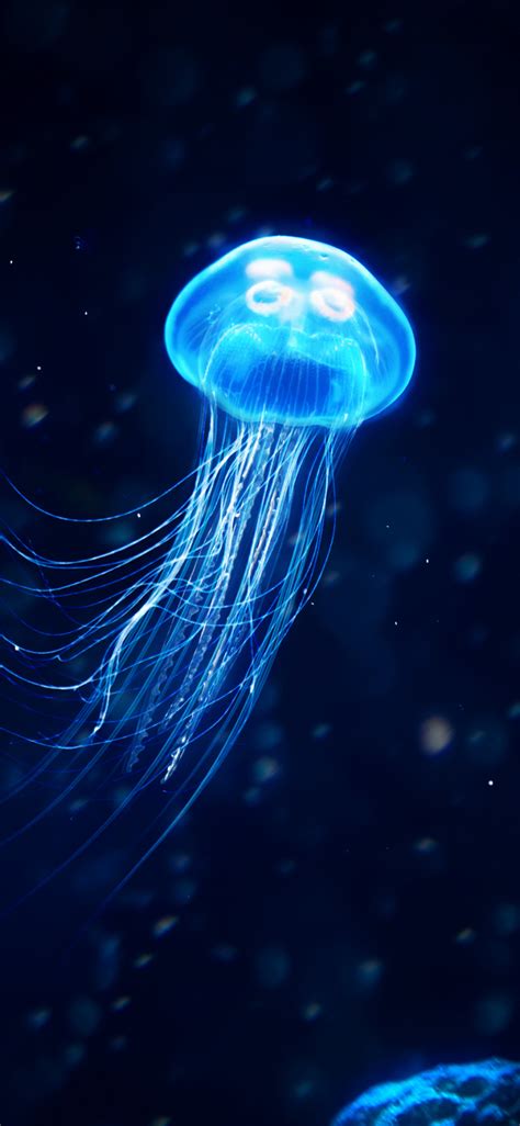 1125x2436 Resolution Jellyfish 4k Iphone Xsiphone 10iphone X