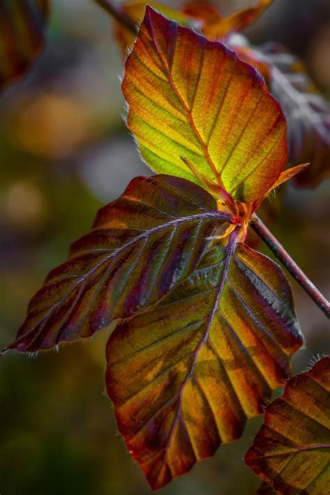Картинки по запросу Pantone Fall Leaf Leaves Autumn Scenes Leaf