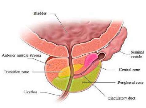 The Prostate Gland Divided By Zones The Seminal Alkaline Plasma Is Download Scientific