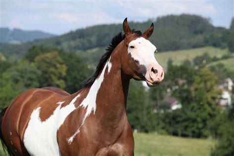 15 Of Our Favorite Pictures Of Paint Horses