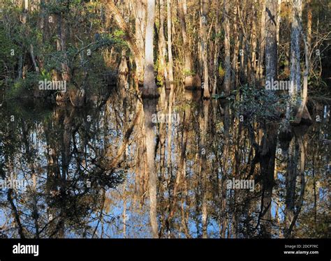 Cypress Trees Reflecting On The Water Of Sweetwater Strand In