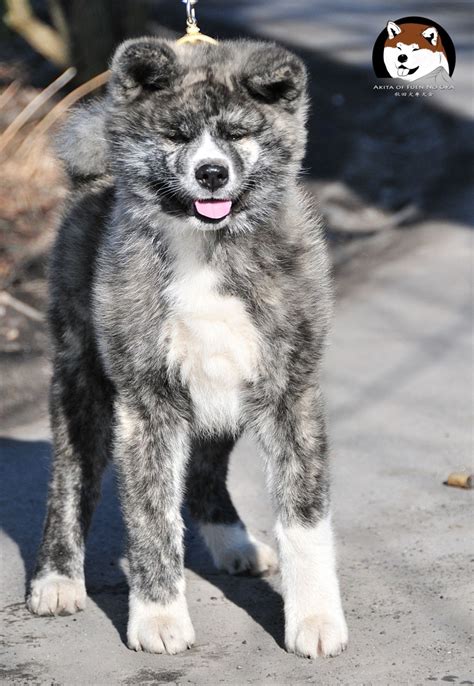 Rashomon Go Fuen No Oka Japanese Akita Inu Siler Brindle Male Akita