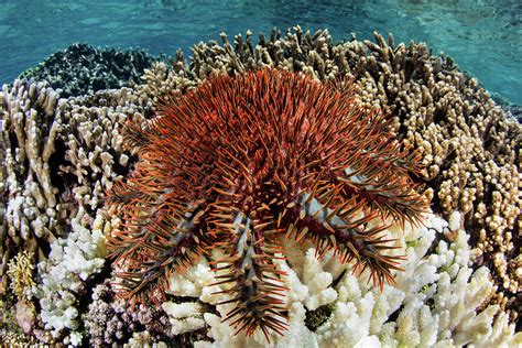 A Crown Of Thorns Starfish Feeds Photograph By Ethan Daniels