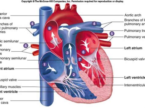 Position Right Atrium Forms Border Of Heart Extending From Anteromedial