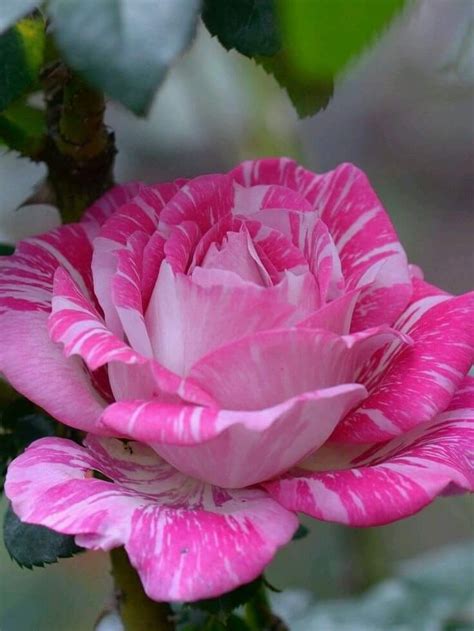Imagenes De Rosas Rosas Hermosas Pin On Corazones De Amor