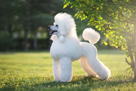 Poodle Dog Breed Complete Guide Az Animals