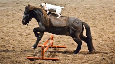Horse Play Jack Russell Rides Miniature Horse Youtube