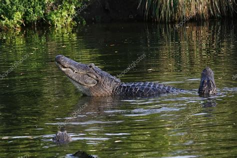 Florida Alligator In Swamp Stock Photo By ©tallypic 103708000
