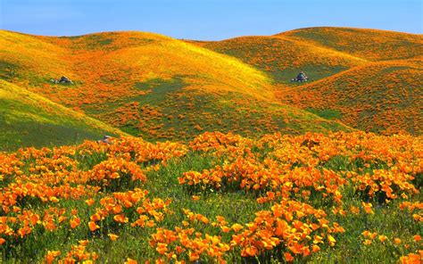 California Poppy Field Wallpaper Free Wide Hd Wallpaper California