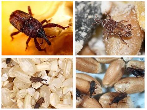 How To Get Rid Of Weevils In The Apartment